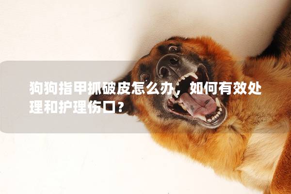 狗狗指甲抓破皮怎么辦，如何有效處理和護理傷口？