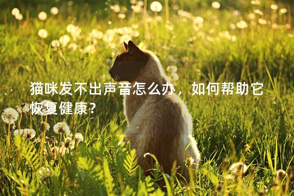 貓咪發不出聲音怎么辦，如何幫助它恢復健康？