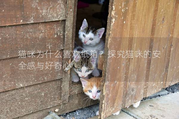 貓咪為什么喜歡紙箱？探究貓咪的安全感與好奇心