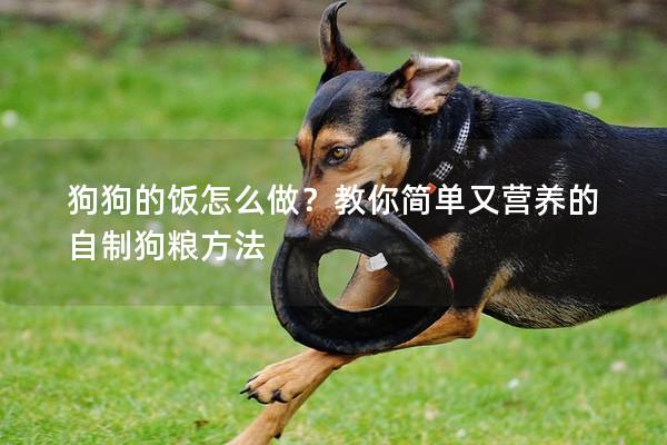 狗狗的飯怎么做？教你簡單又營養(yǎng)的自制狗糧方法