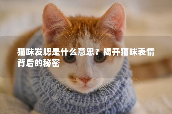 貓咪發(fā)腮是什么意思？揭開貓咪表情背后的秘密