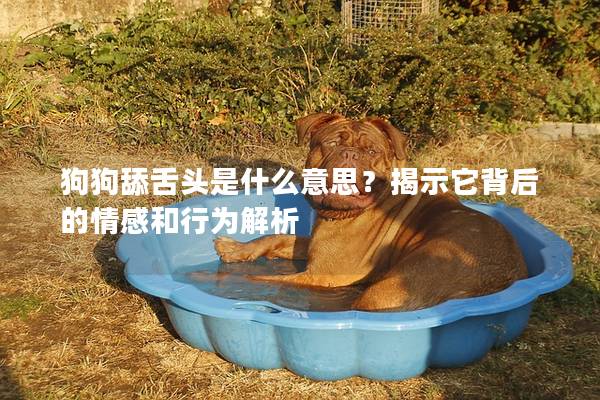 狗狗舔舌頭是什么意思？揭示它背后的情感和行為解析