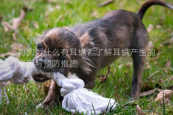 狗狗為什么有耳螨？了解耳螨產(chǎn)生的原因與預防措施