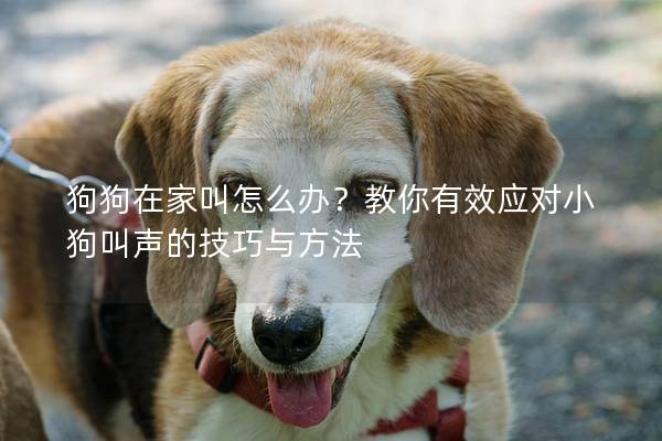 狗狗在家叫怎么辦？教你有效應對小狗叫聲的技巧與方法