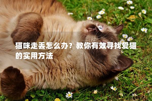 貓咪走丟怎么辦？教你有效尋找愛貓的實用方法