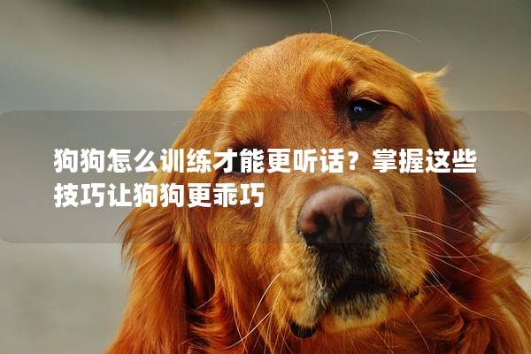 狗狗怎么訓練才能更聽話？掌握這些技巧讓狗狗更乖巧