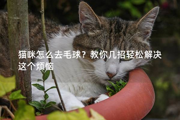 貓咪怎么去毛球？教你幾招輕松解決這個煩惱
