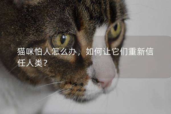 貓咪怕人怎么辦，如何讓它們重新信任人類？
