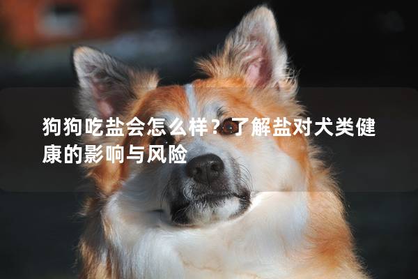 狗狗吃鹽會怎么樣？了解鹽對犬類健康的影響與風險