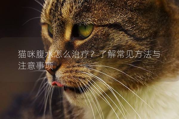 貓咪腹水怎么治療？了解常見方法與注意事項