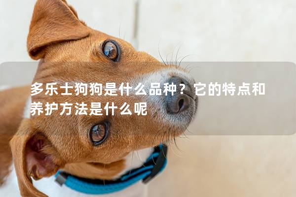 多樂(lè)士狗狗是什么品種？它的特點(diǎn)和養(yǎng)護(hù)方法是什么呢