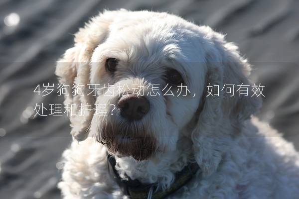 4歲狗狗牙齒松動怎么辦，如何有效處理和護理？