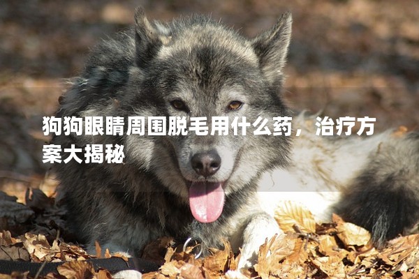 狗狗眼睛周圍脫毛用什么藥，治療方案大揭秘