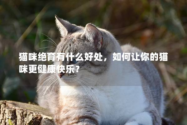 貓咪絕育有什么好處，如何讓你的貓咪更健康快樂？
