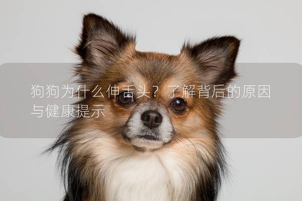 狗狗為什么伸舌頭？了解背后的原因與健康提示