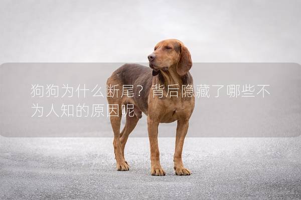 狗狗為什么斷尾?背后隱藏了哪些不為人知的原因呢 狗狗為什么斷尾?背后隱藏了哪些不為人知的原因呢