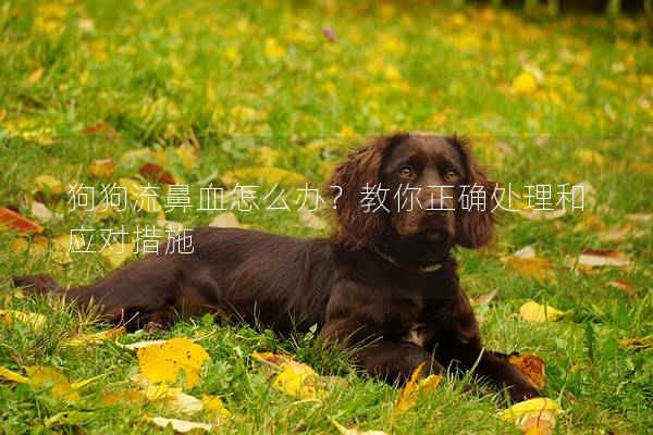 狗狗流鼻血怎么辦？教你正確處理和應對措施