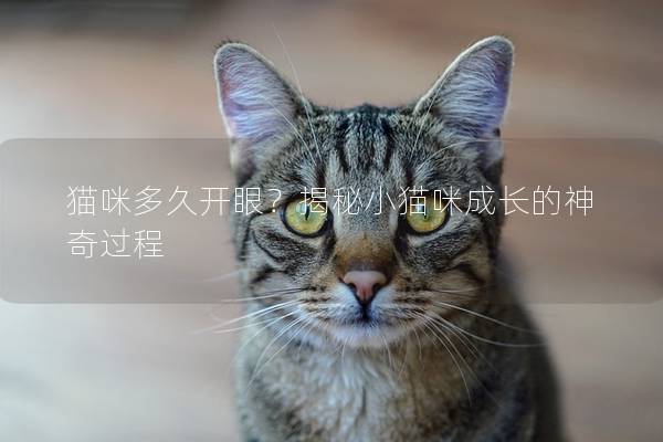 貓咪多久開眼？揭秘小貓咪成長的神奇過程