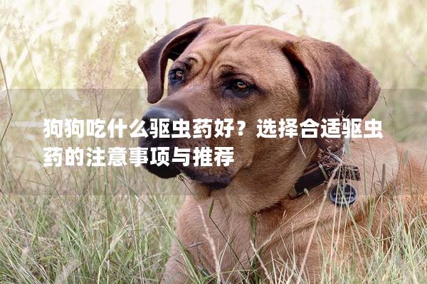 狗狗吃什么驅(qū)蟲藥好？選擇合適驅(qū)蟲藥的注意事項(xiàng)與推薦