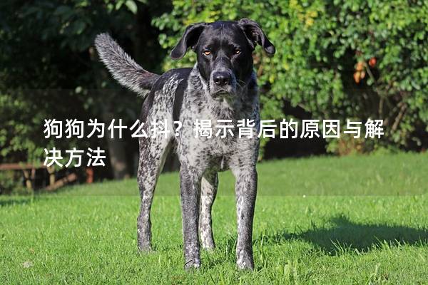 狗狗為什么抖？揭示背后的原因與解決方法