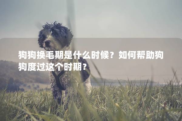 狗狗換毛期是什么時候？如何幫助狗狗度過這個時期？