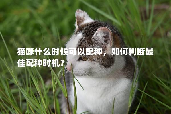 貓咪什么時候可以配種，如何判斷最佳配種時機？