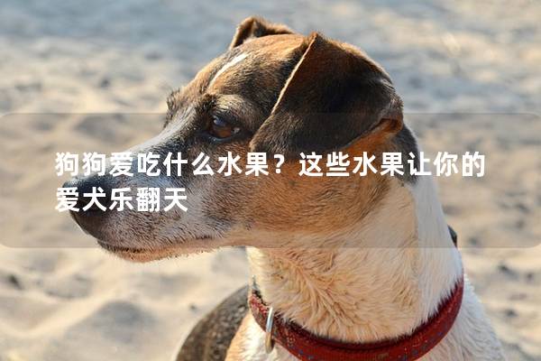狗狗愛吃什么水果？這些水果讓你的愛犬樂翻天