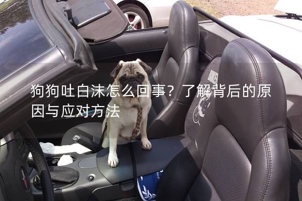 狗狗吐白沫怎么回事？了解背后的原因與應對方法