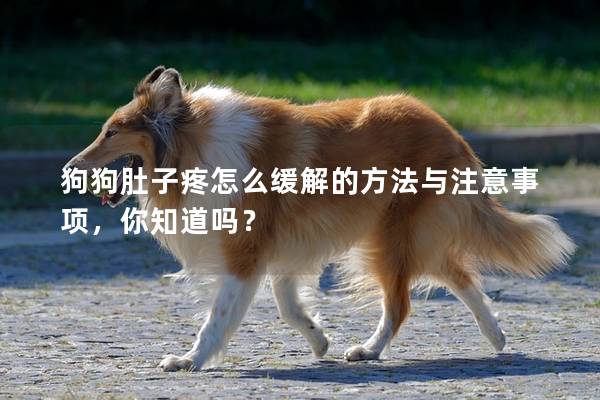 狗狗肚子疼怎么緩解的方法與注意事項(xiàng)，你知道嗎？