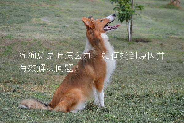 狗狗總是吐怎么辦，如何找到原因并有效解決問題？