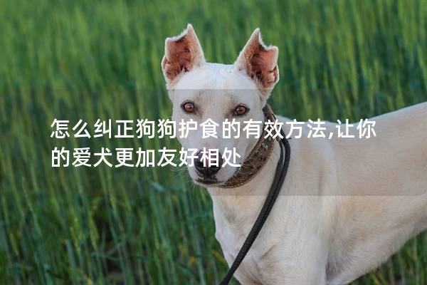 怎么糾正狗狗護食的有效方法,讓你的愛犬更加友好相處