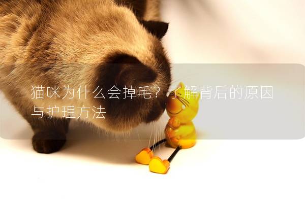 貓咪為什么會掉毛？了解背后的原因與護(hù)理方法