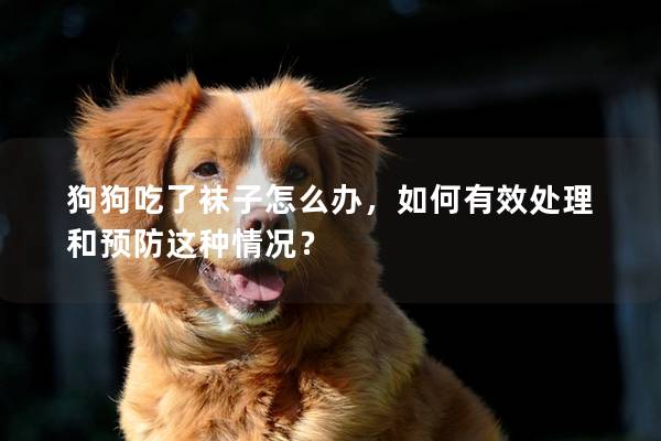 狗狗吃了襪子怎么辦，如何有效處理和預防這種情況？