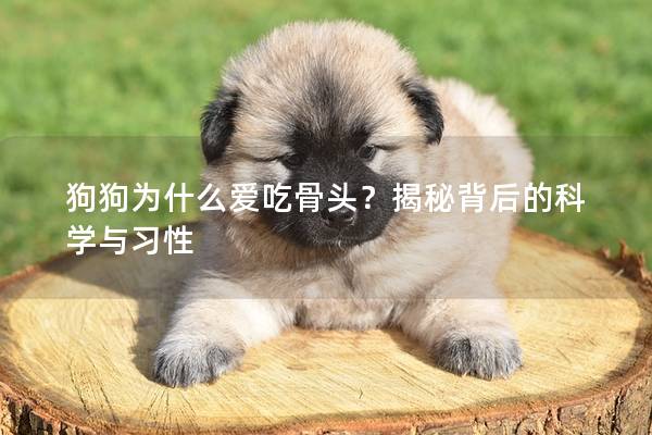 狗狗為什么愛吃骨頭？揭秘背后的科學與習性