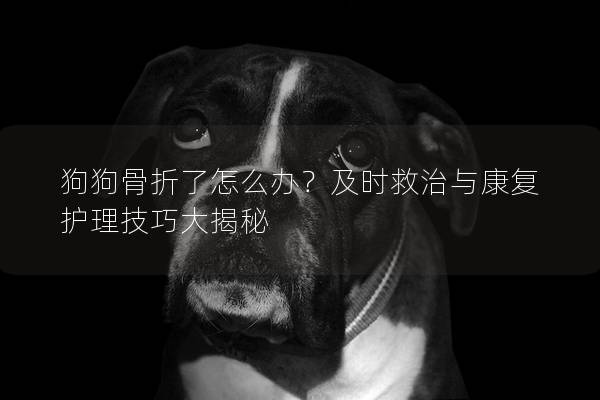 狗狗骨折了怎么辦？及時救治與康復護理技巧大揭秘
