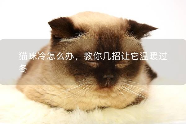貓咪冷怎么辦，教你幾招讓它溫暖過冬
