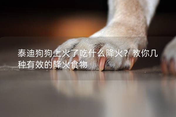 泰迪狗狗上火了吃什么降火？教你幾種有效的降火食物