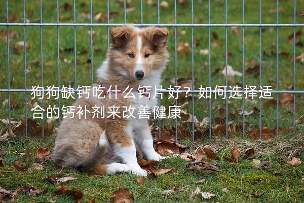 狗狗缺鈣吃什么鈣片好？如何選擇適合的鈣補劑來改善健康