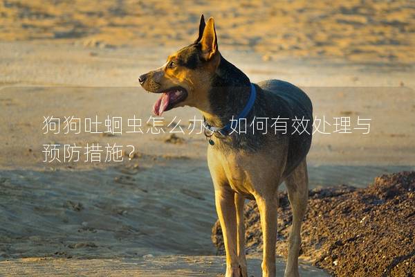 狗狗吐蛔蟲怎么辦,如何有效處理與預(yù)防措施? 狗狗吐蛔蟲怎么辦,如何有效處理與預(yù)防措施?