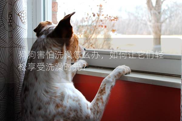 狗狗害怕洗澡怎么辦，如何讓它們輕松享受洗澡時光？