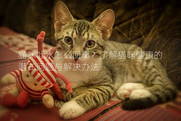 貓咪吐水怎么回事？了解貓咪健康的潛在問題與解決辦法