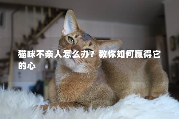 貓咪不親人怎么辦？教你如何贏得它的心
