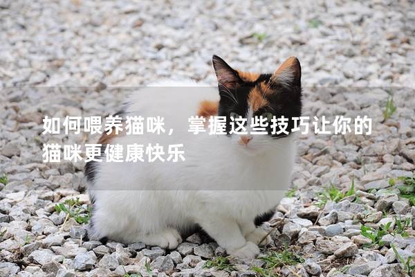 如何喂養(yǎng)貓咪，掌握這些技巧讓你的貓咪更健康快樂