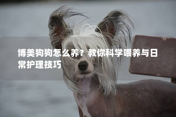博美狗狗怎么養(yǎng)？教你科學(xué)喂養(yǎng)與日常護(hù)理技巧