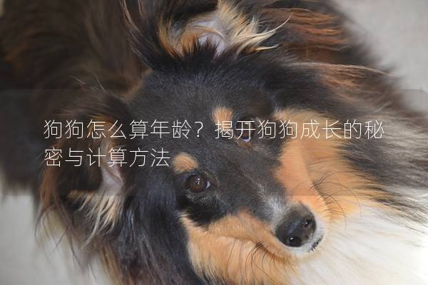 狗狗怎么算年齡？揭開狗狗成長的秘密與計算方法