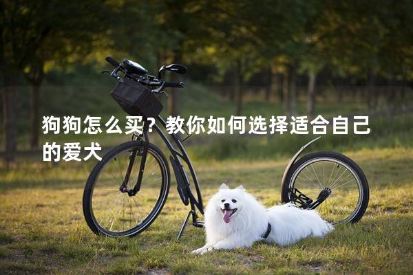 狗狗怎么買？教你如何選擇適合自己的愛犬