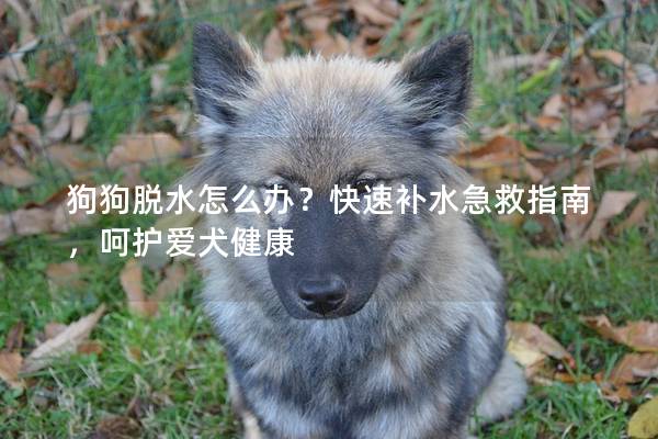 狗狗脫水怎么辦？快速補水急救指南，呵護愛犬健康