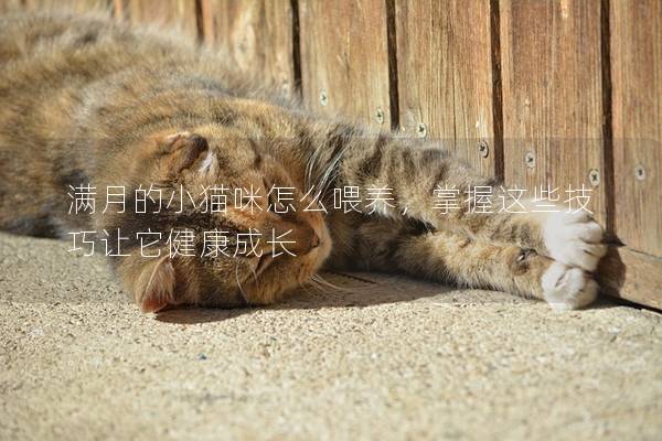 滿月的小貓咪怎么喂養(yǎng)，掌握這些技巧讓它健康成長(zhǎng)
