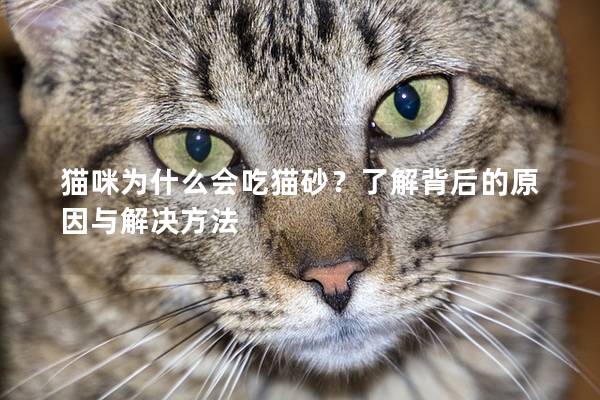 貓咪為什么會吃貓砂？了解背后的原因與解決方法