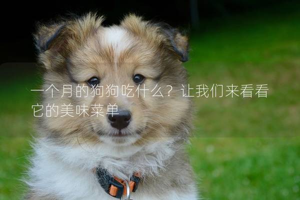 一個月的狗狗吃什么？讓我們來看看它的美味菜單